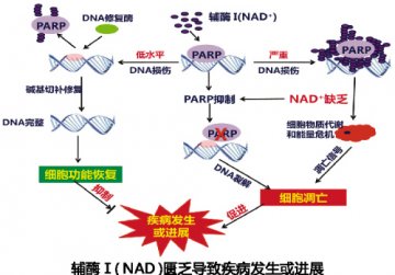 辅酶Ⅰ开启细胞损伤修复新篇章