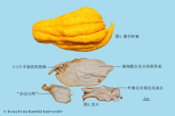 佛手（Foshou）中药材鉴别照片