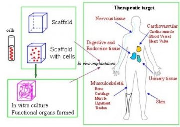 长春应化所发表可降解生物医用高分子研究综述文章