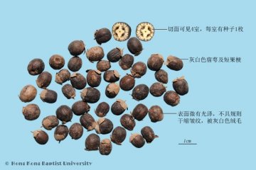 蔓荆子（Manjingzi）中药材鉴别照片