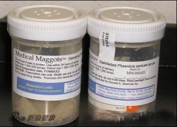 美国推广用蛆治疗感染伤口