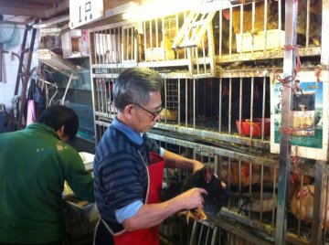 香港防禽流准则拟收紧