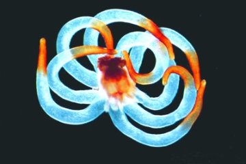 微生物可以点石成金？