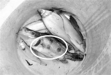 武汉新洲沙河一夜漂起大量死鱼 疑投毒所致