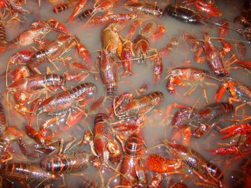 江苏多人患肌溶解续：检测称龙虾养殖环节无问题