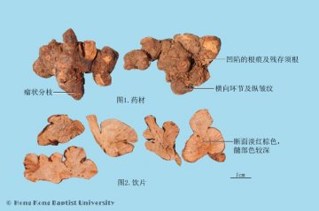 金荞麦（Jinqiaomai）中药材鉴别照片