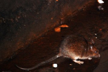 科学家称纽约市老鼠体内起码携带了18种新型病毒