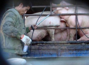 实拍不法商贩在路边给生猪注水过程