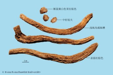 百部（Baibu）中药材鉴别照片