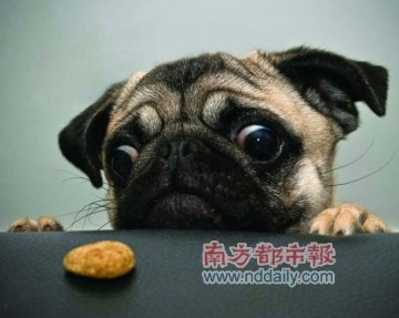 研究称狗智力相当于两岁半儿童