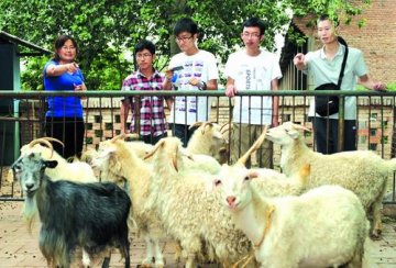 克隆羊“阳阳”迎来13岁生日