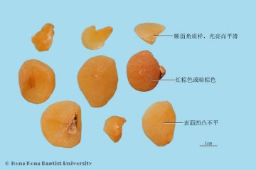 土贝母（Tubeimu）中药材鉴别相册