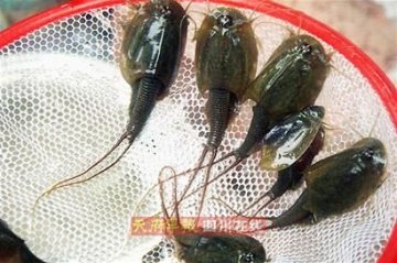 三只眼生物现身广汉水稻田