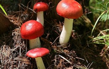 乱吃野菇中毒须换肝