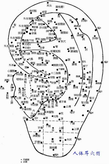 人体耳穴图