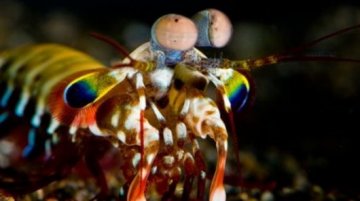 以虾蛄为灵感 科学家成功找到检测癌变细胞新方式