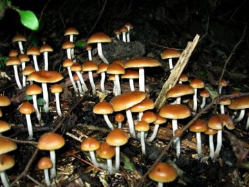 研究发现“致幻蘑菇”或可成为“戒烟神器”
