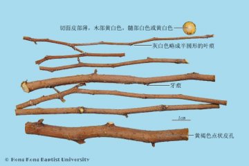 桑枝（Sangzhi）中药材鉴别照片