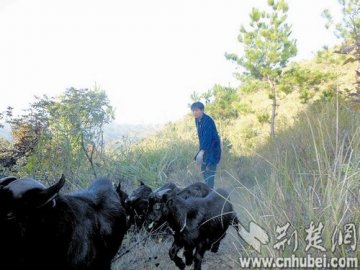大学生放弃体面工作回乡养羊照顾残病双亲