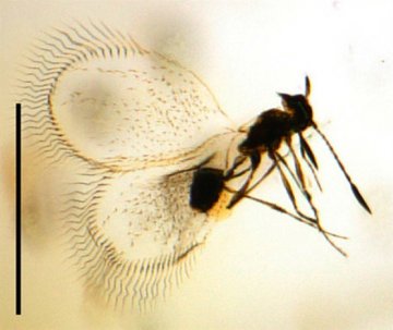 非洲琥珀化石内发现9500万年前昆虫