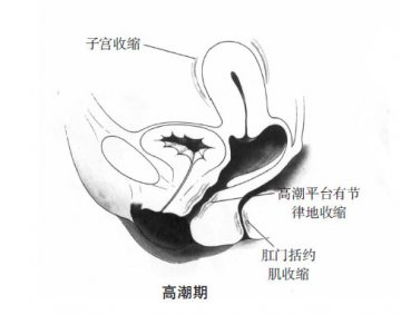 科普男女性器官在性反应周期中的变化
