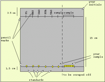 Lipidanalysis：Thinlayerchromatography