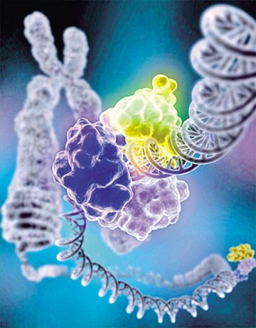 DNA控制人体生物钟
