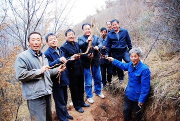 涉县发现野生“黄芪王”