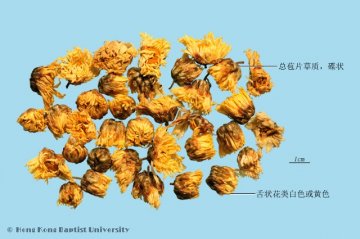 菊花（Juhua）中药材鉴别相册