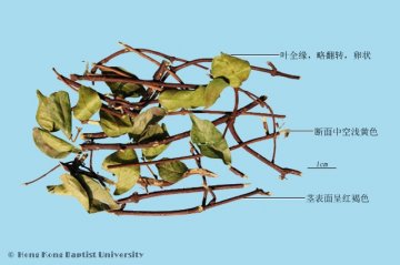 络石藤（Luoshiteng）中药材鉴别照片