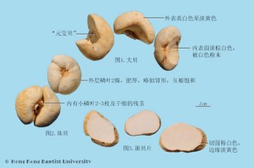 浙贝母（Zhebeimu）中药材鉴别照片
