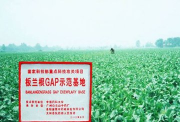 雾霾损伤呼吸道和心肺 抗病毒再看板蓝根颗粒