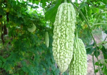 8种食物竟能杀死癌细胞