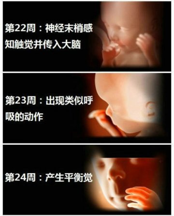 生命的史诗！人类从受精到出生全过程