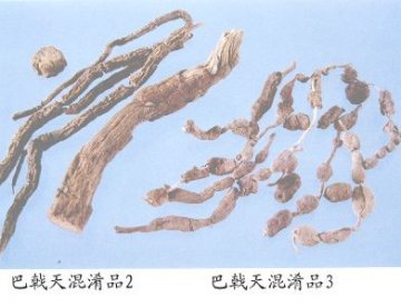 巴戟天混淆品（2）--双华巴戟（Shuanghuabaji）