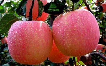 秋季吃苹果 牢记三大禁忌