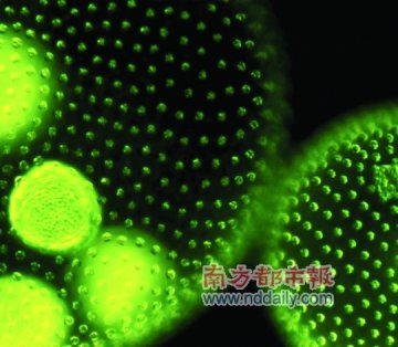 4个大胆的能源设想：用微藻充当汽车燃料
