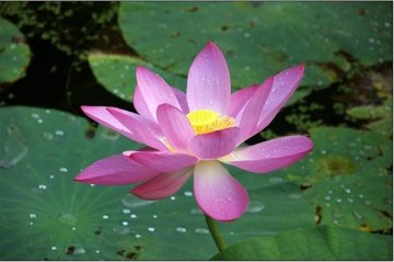 健康常识 身体“苦夏”六知道