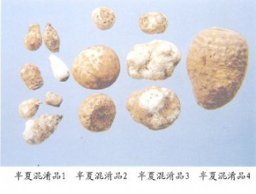 半夏混淆品（2）--山珠半夏（Shanzhubanxia）
