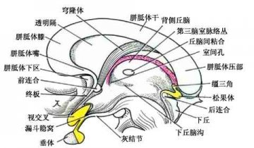 空军总医院专家顾建文讲解第三脑室肿瘤的治疗