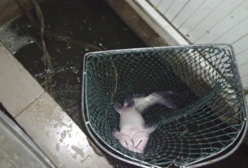 鱼通常被掉包