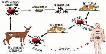 防蜱虫传播病 关键是防叮咬