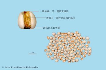 薏苡仁（Yiyiren）中药材鉴别相册
