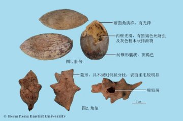五倍子（Wubeizi）中药材鉴别相册