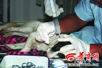 街头小狗嘴被鱼线缝住两眼戳瞎