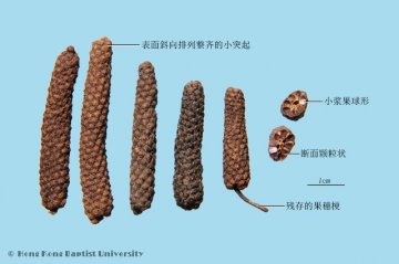 荜茇（Bibo）中药材鉴别照片