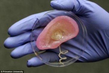 终结者式3D打印仿生耳有望使人具有超人听力