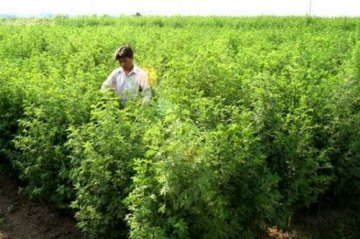 英国找到治疟疾中药黄花蒿 绘制出其基因图