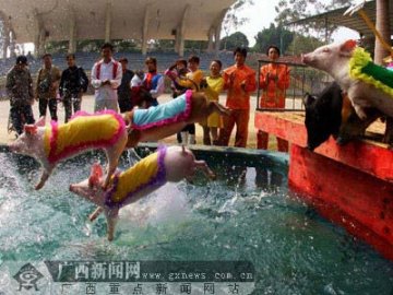 动物园迎新春小猪穿彩衣表演跳水
