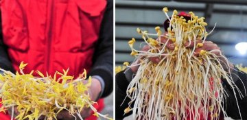 直击“毒豆芽”生产黑幕